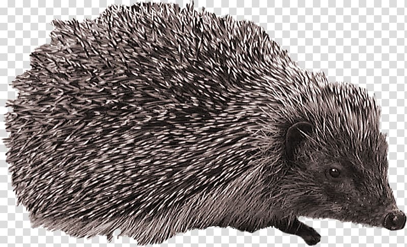 European Hedgehog Computer Icons , hedgehog transparent background PNG clipart