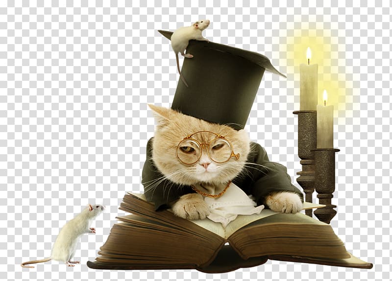 Cat Kitten , Dr. cat reading transparent background PNG clipart