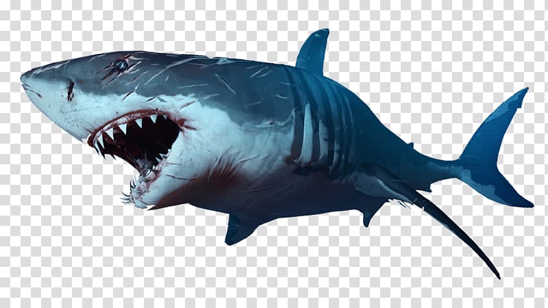 great white shark illustration, Shark transparent background PNG clipart