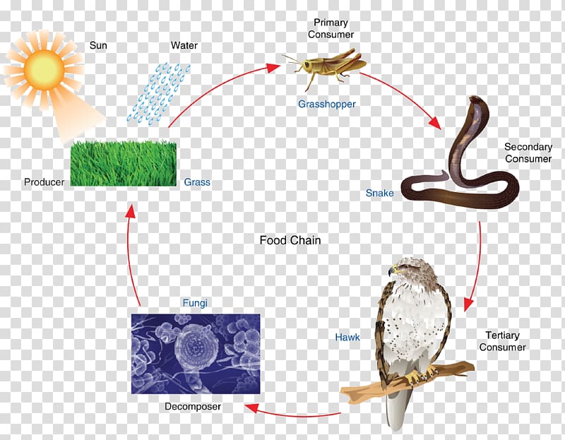 Heterotroph Food chain Autotroph Consumer Primary producers, food chin transparent background PNG clipart