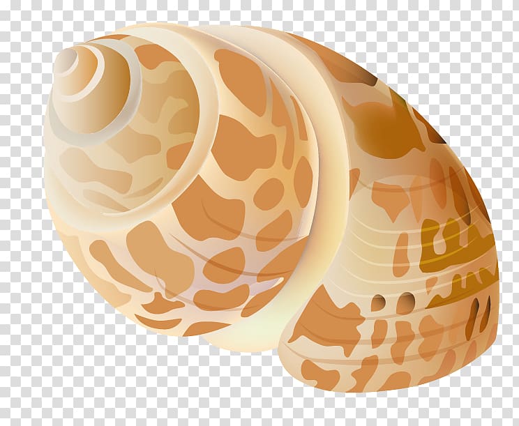 brown seashell, Seashell , Seashell transparent background PNG clipart