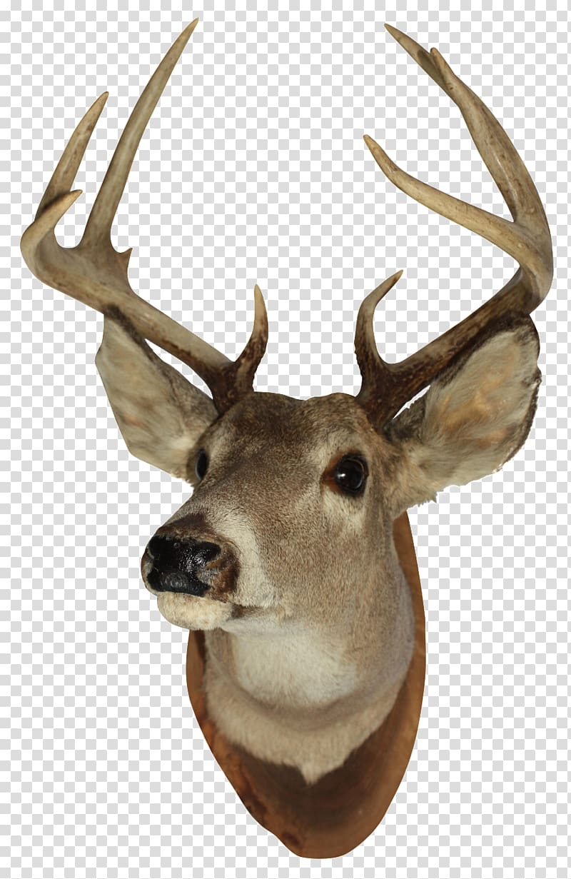 White-tailed deer Reindeer Elk Moose, deer head transparent background PNG clipart