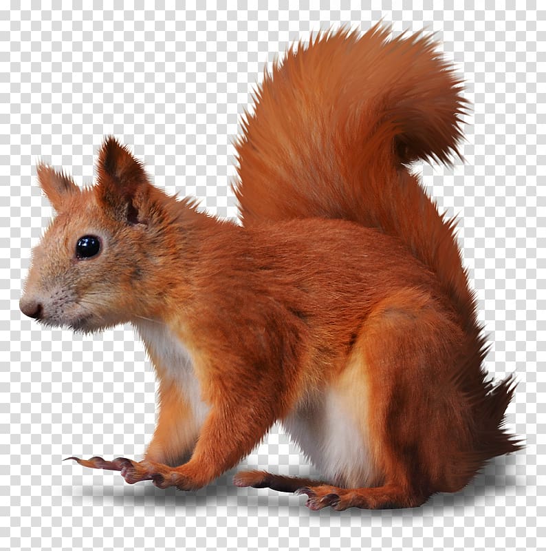 Rodent Tree squirrel Eastern gray squirrel Red squirrel , Ze transparent background PNG clipart