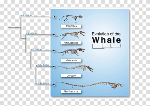 Line Water Angle Brand Diagram, Even-toed Ungulate transparent background PNG clipart