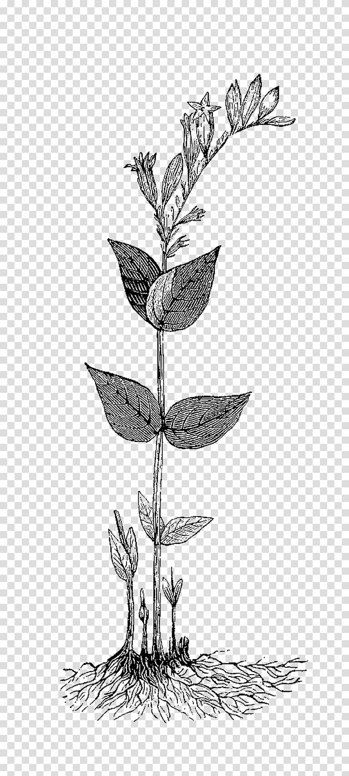 Herb Botanical illustration , botanical transparent background PNG clipart