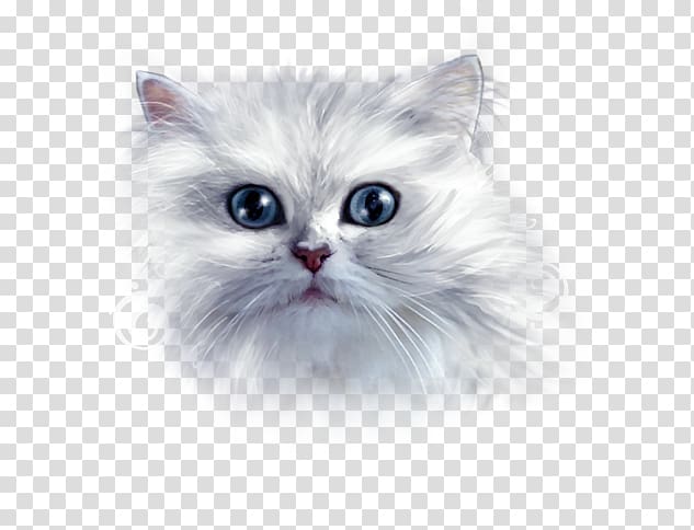 Asian Semi-longhair Ragamuffin cat Siberian cat Persian cat Turkish Angora, cute cat transparent background PNG clipart