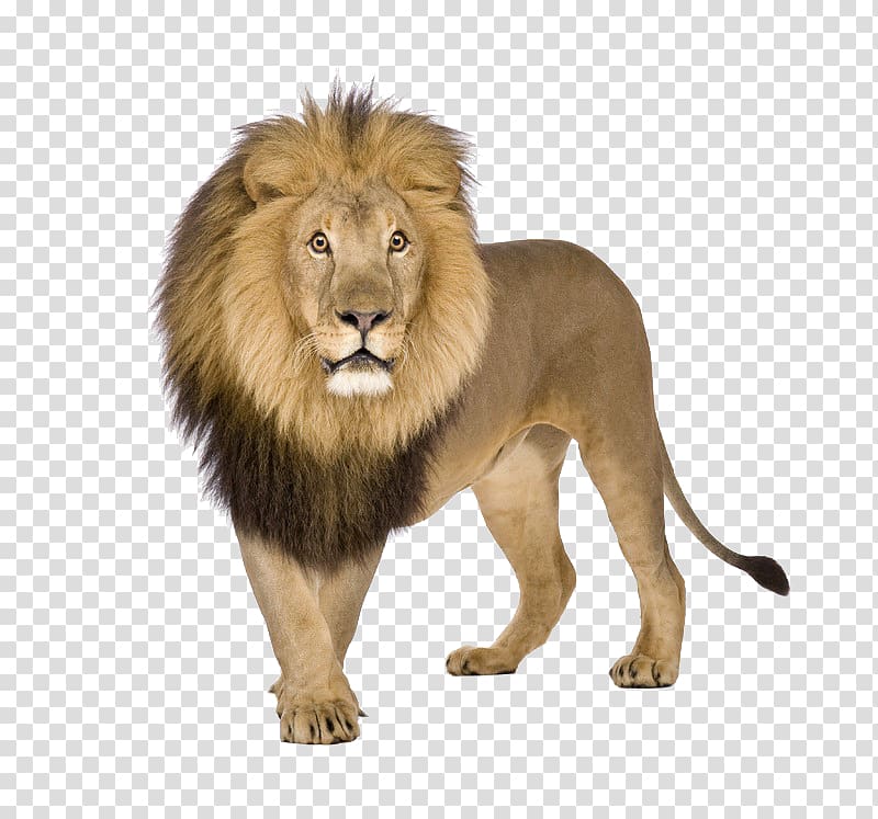 Lion , lion transparent background PNG clipart