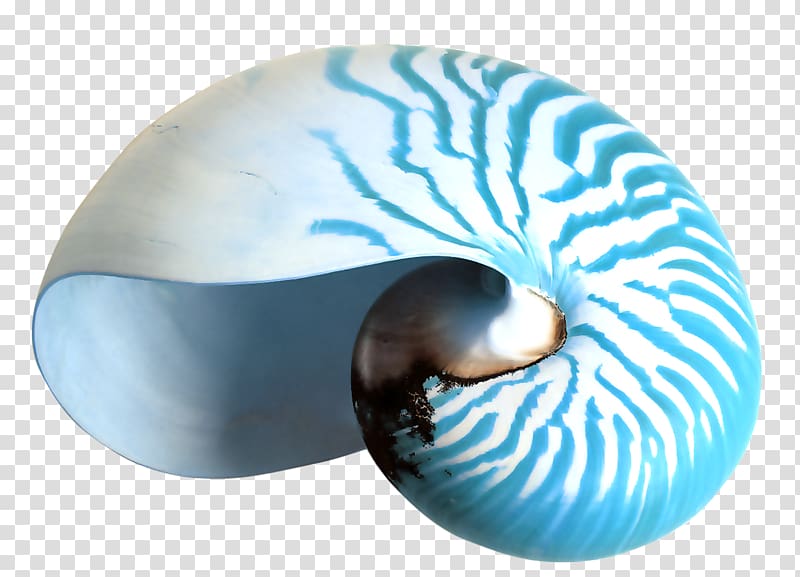 Nautilidae Seashell Desktop Conchology , violet transparent background PNG clipart