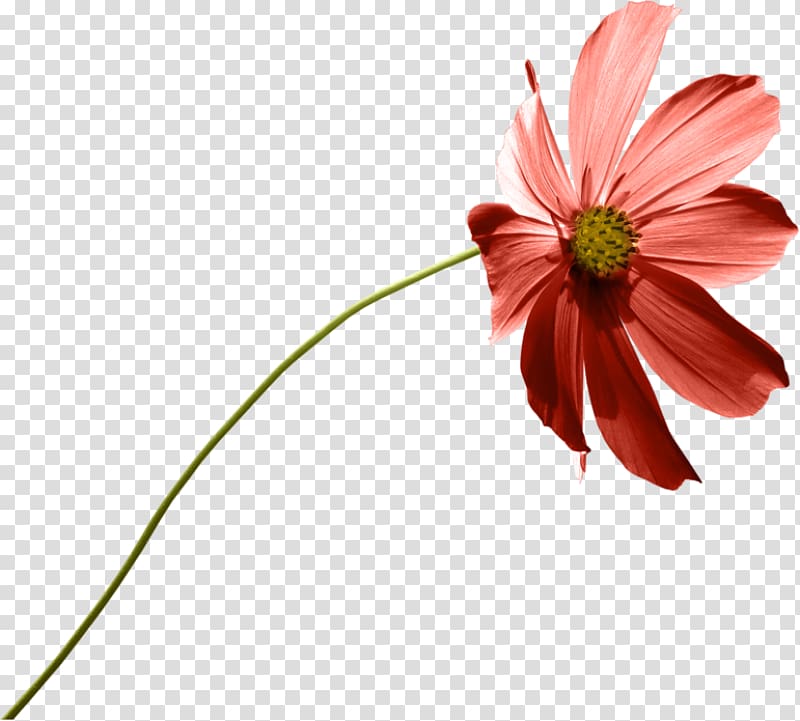 Garden Cosmos Common daisy Calendula officinalis, others transparent background PNG clipart