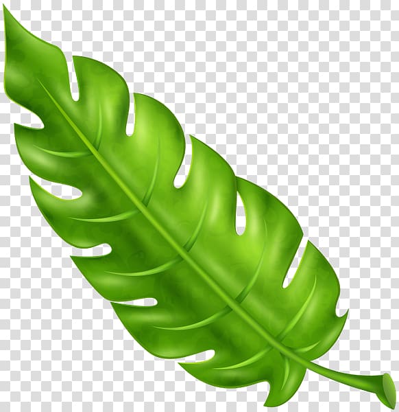 Tropics Leaf Plant Arecaceae, Leaf transparent background PNG clipart