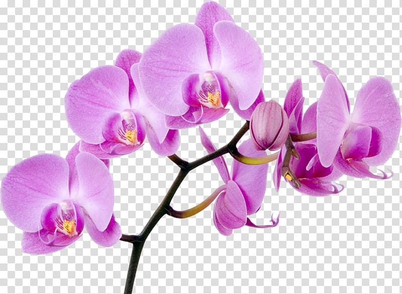Moth orchids Flower Singapore orchid, lily transparent background PNG clipart