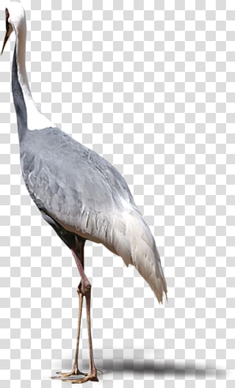 grey elegant red-crowned crane transparent background PNG clipart