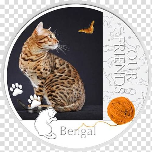 Bengal cat British Shorthair Kitten Kurilian bobtail Silver coin, kitten transparent background PNG clipart