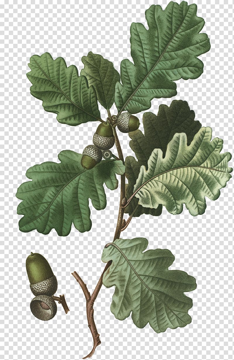 English oak White oak Sessile Oak Tree Acorn, tree transparent background PNG clipart