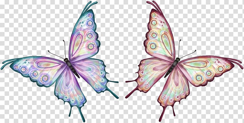Butterfly Animation , shadow box transparent background PNG clipart