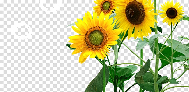 Common sunflower Icon, Sunflower oil, butter transparent background PNG clipart