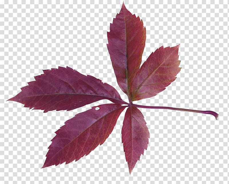 Autumn Leaves Maple leaf, Maple Leaf transparent background PNG clipart