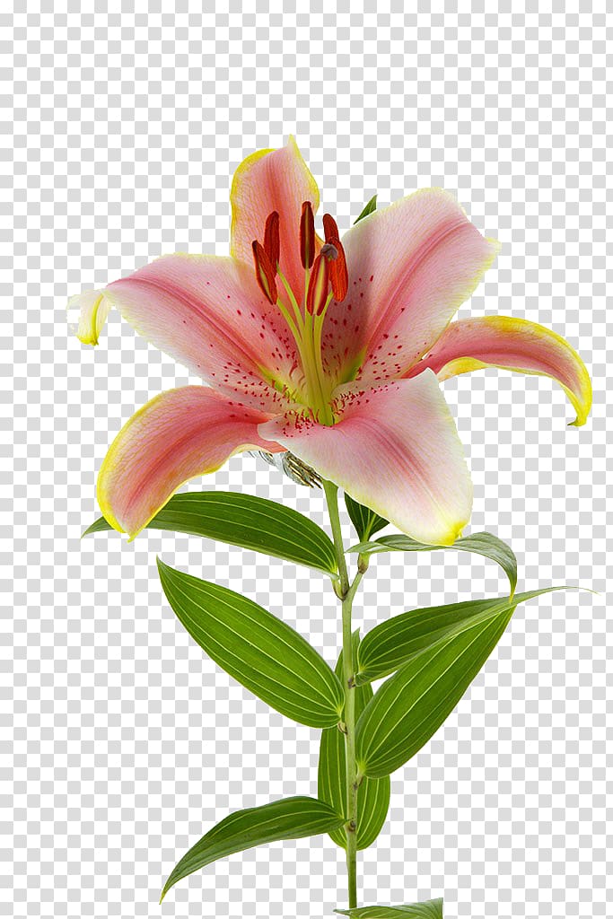 pink lily, Lily transparent background PNG clipart