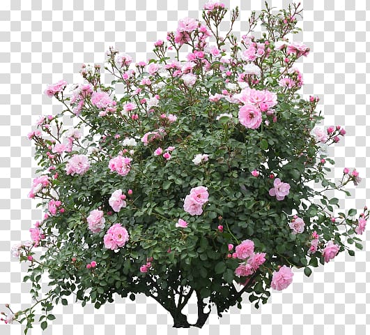 Shrub Flower garden Rose Psd, rose transparent background PNG clipart