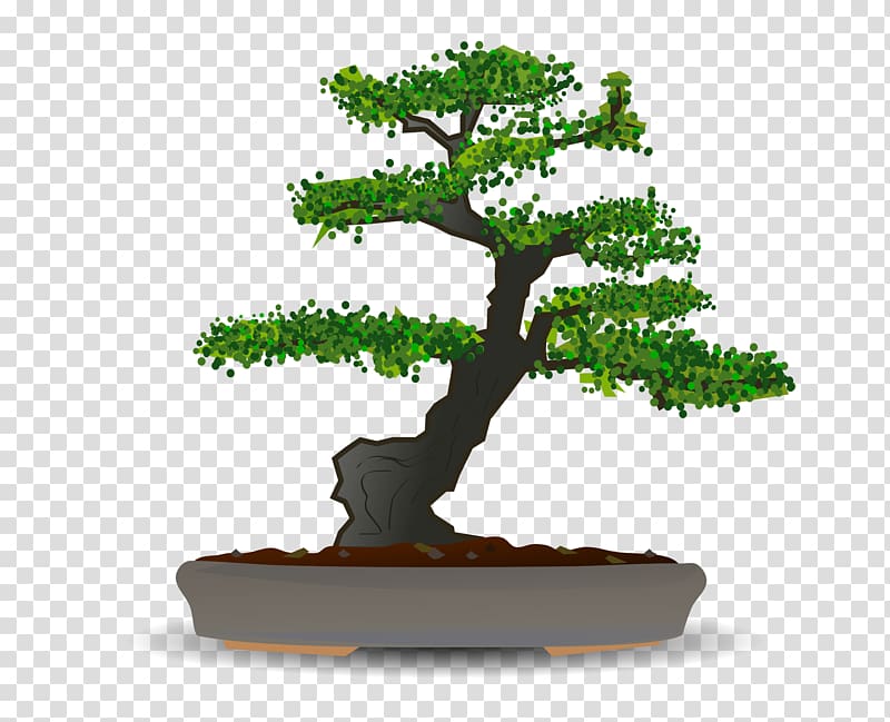 Bonsai Tree , bonsai transparent background PNG clipart
