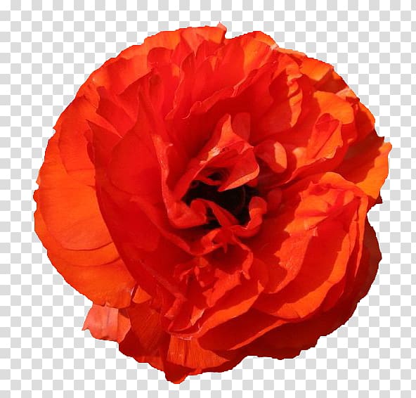 Garden roses Red Poppy Flower, An orange red peony transparent background PNG clipart