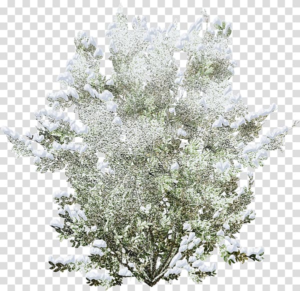 Snow Winter Shrub , snow transparent background PNG clipart