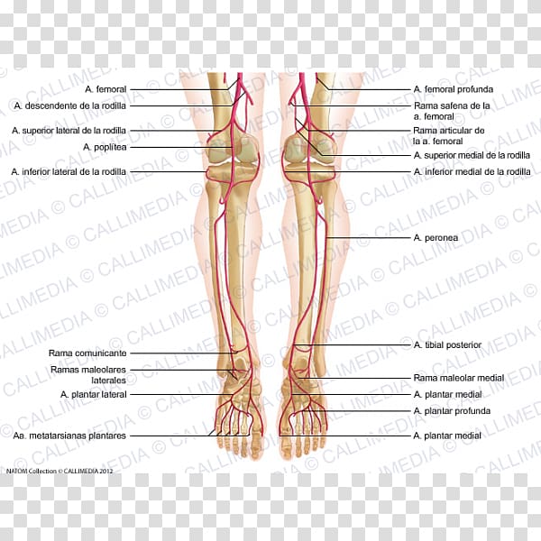 Muscle Thumb Vertebral column Pelvis Human leg, others transparent background PNG clipart
