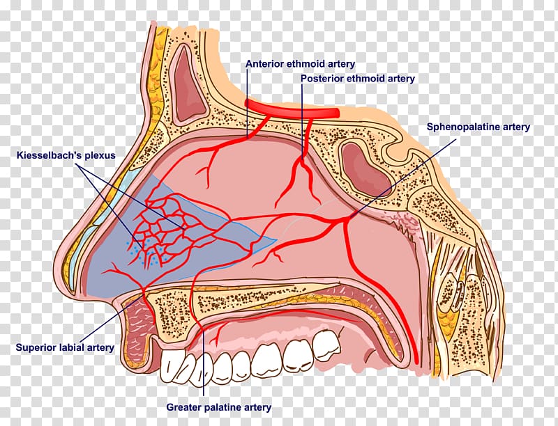 Nerve Sphenopalatine artery Anatomy of the human nose Anatomy of the human nose, nose transparent background PNG clipart