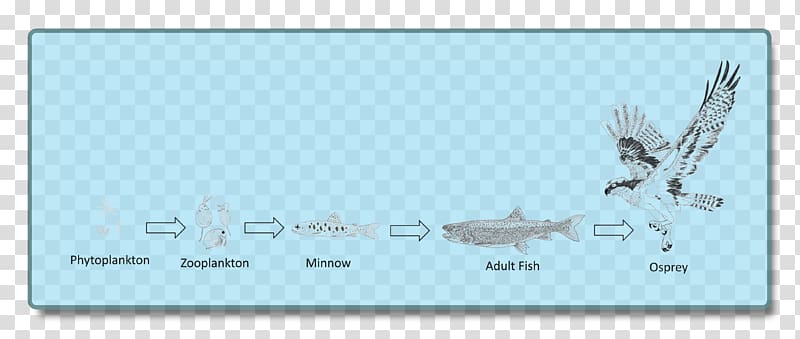 Food chain Benthic zone Lake Food web Organism, food chin transparent background PNG clipart
