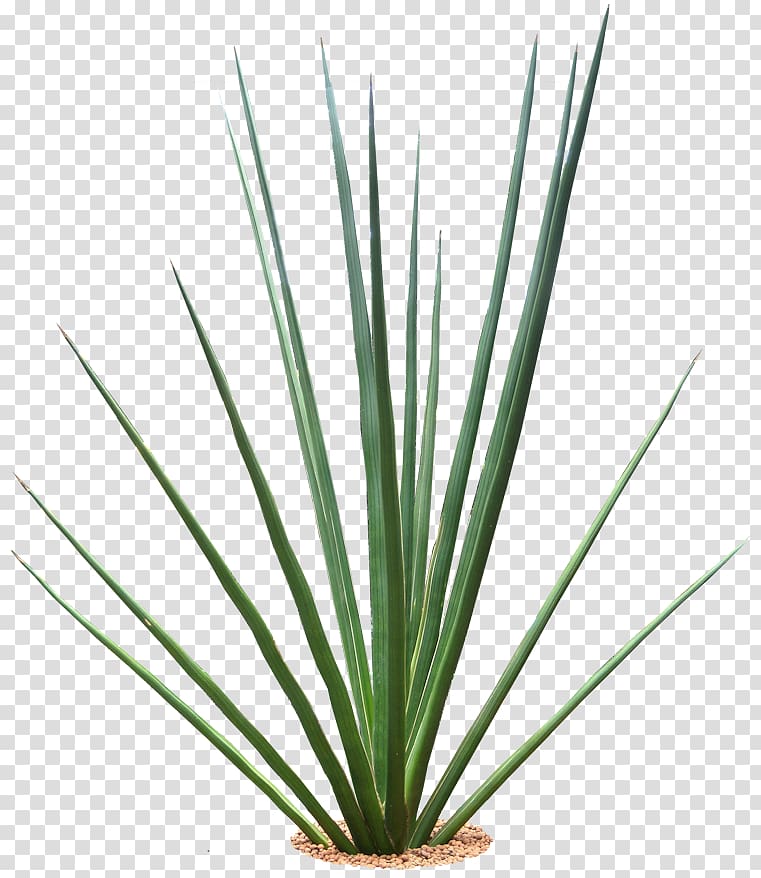 Viper\'s bowstring hemp Plant Desktop Tree, tropical transparent background PNG clipart