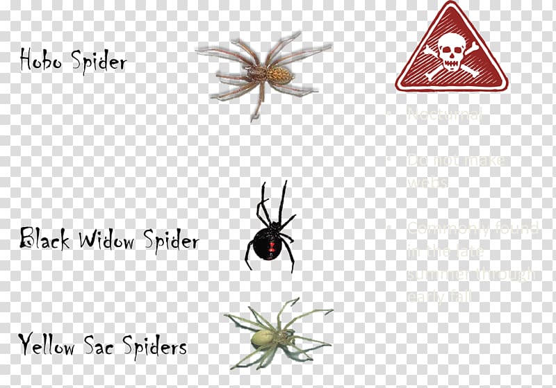 Black house spider The tarantula Scorpion Venom, spider transparent background PNG clipart