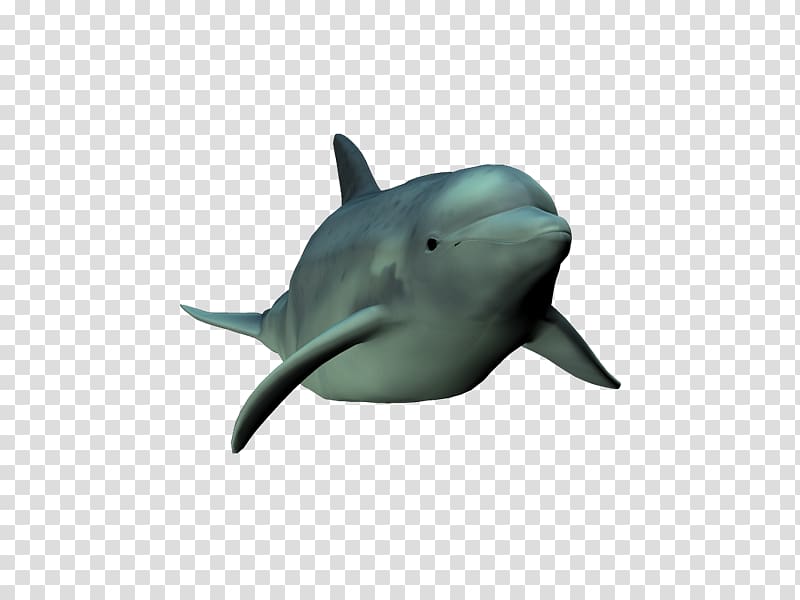 Common bottlenose dolphin Short-beaked common dolphin Tucuxi Rough-toothed dolphin Wholphin, Nq transparent background PNG clipart