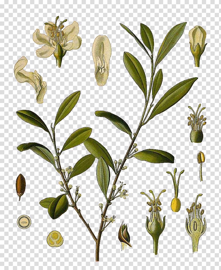 Köhler's Medicinal Plants Erythroxylum coca Erythroxylum novogranatense Coca tea, plant transparent background PNG clipart