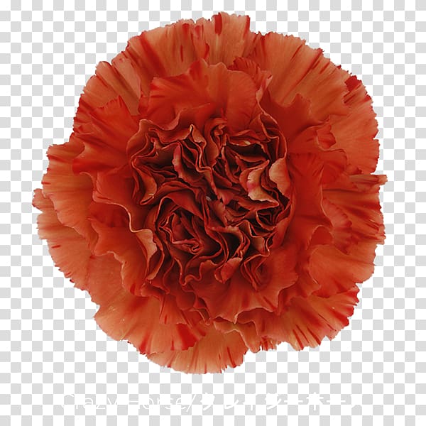 Carnation Cut flowers Perri Farms Wholesale Petal Krakatoa, others transparent background PNG clipart