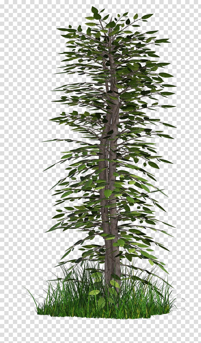 Tree Trunk Shrub, vision tree grass group transparent background PNG clipart