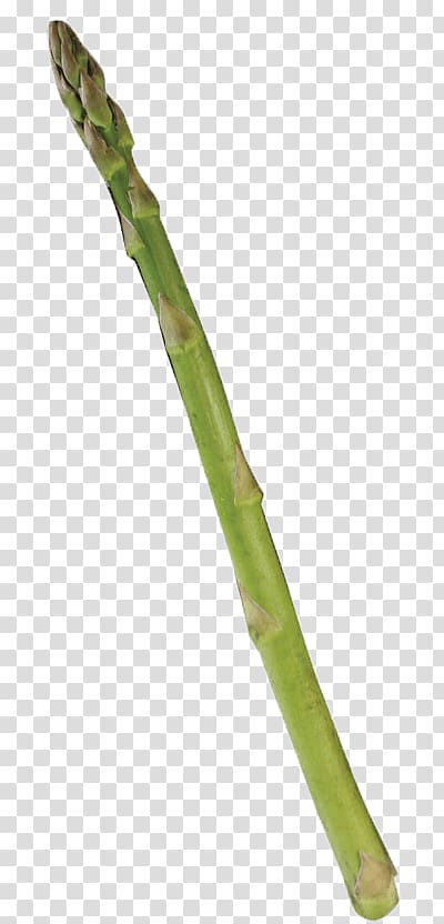 asparagus vegetable, Single Asparagus transparent background PNG clipart