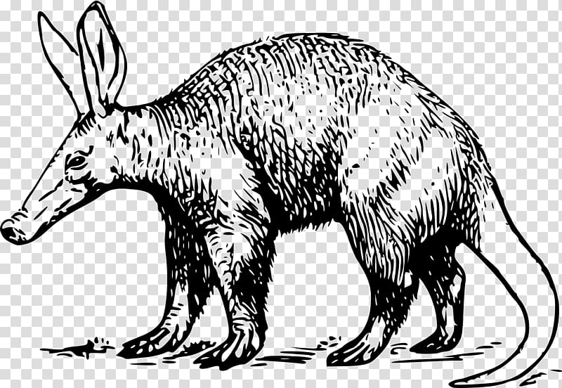 Aardvark Anteater , drawing animals transparent background PNG clipart
