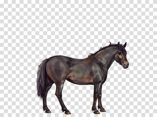 Horse Rein Stallion Equestrian , Seal Brown transparent background PNG clipart