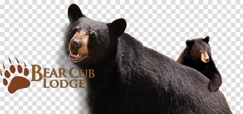 Elk Springs, Bear Club Lodge American black bear Accommodation Resort Family, smoky mountains cabins transparent background PNG clipart