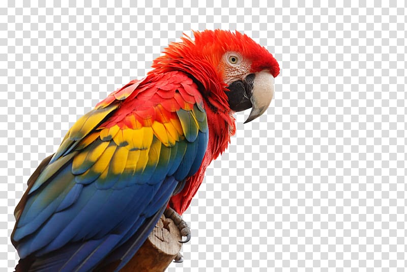 Scarlet macaw Parrot Bird Red-and-green macaw Great green macaw, Parrot face closeup transparent background PNG clipart