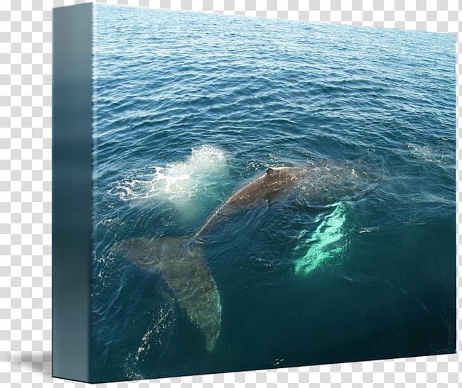 Gray whale Ocean 52-hertz whale Dolphin, whale watercolor transparent background PNG clipart