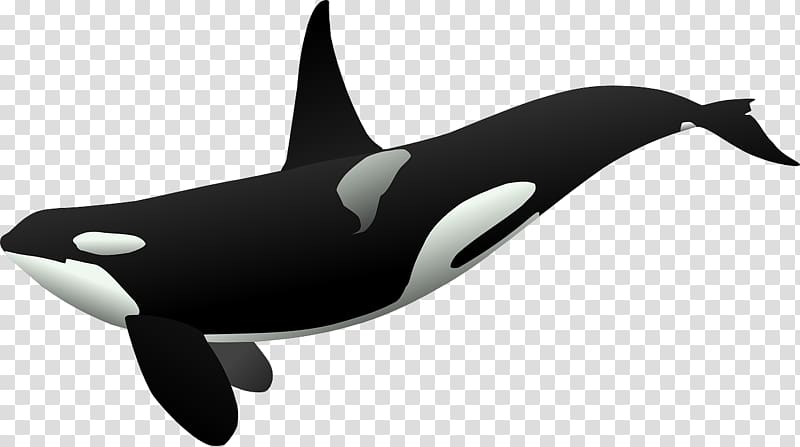 Killer whale , whale transparent background PNG clipart