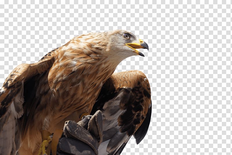 brown short-beak bird, Golden Eagle transparent background PNG clipart