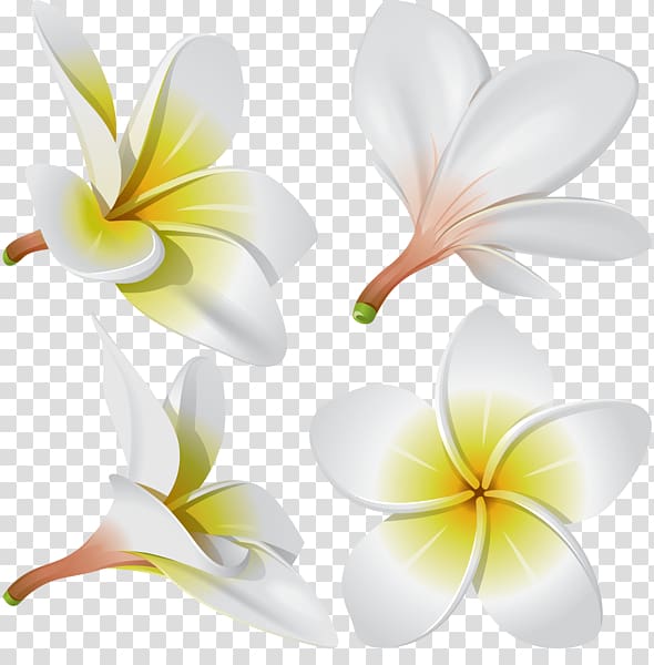 Frangipani Flower, frangipani transparent background PNG clipart