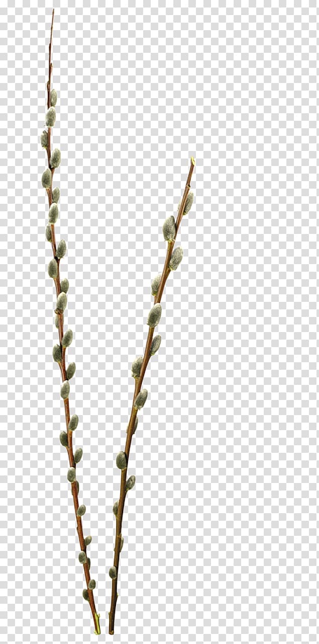Willow , bushes transparent background PNG clipart