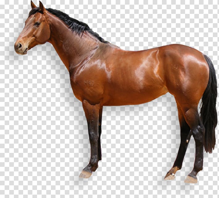 Australian Horse Desktop , others transparent background PNG clipart