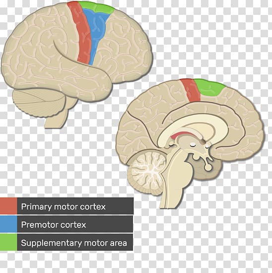 Visual cortex Cerebral cortex Primary motor cortex Premotor cortex, Brain transparent background PNG clipart