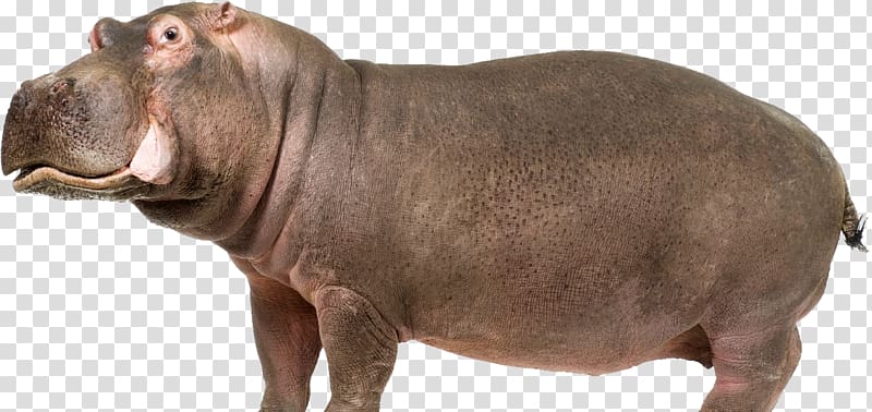 Hippopotamus Computer file, Hippo transparent background PNG clipart