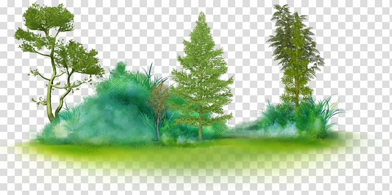 Tree Glade , fir-tree transparent background PNG clipart