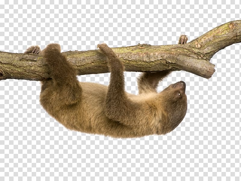 Linnaeus\'s two-toed sloth Hoffmann\'s two-toed sloth , sloth transparent background PNG clipart